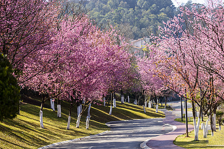 道路樱花大道背景