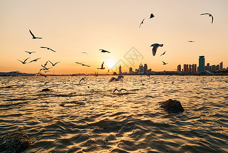 海边旅行青岛栈桥海鸥日落风景背景