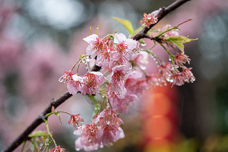 春雨下的樱花背景图片