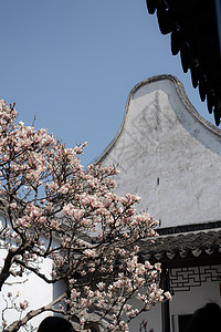 生机勃勃初春园林里盛开的玉兰花背景