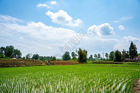 春耕农耕农民插秧背景