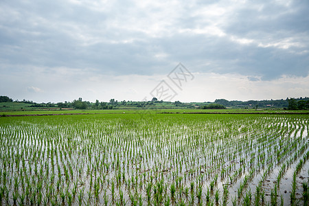 春耕农耕农民插秧背景