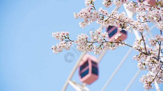 公园背景春天盛开的樱花树林背景