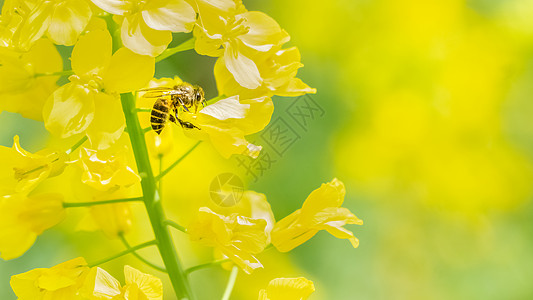 绿树林春天油菜花上的蜜蜂背景