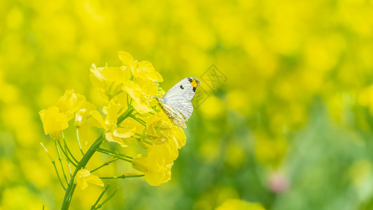 春天油菜花上的蝴蝶图片