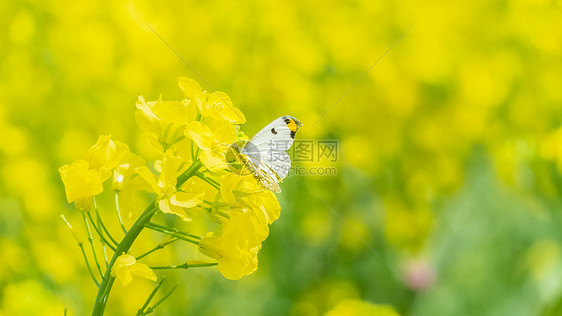 春天油菜花上的蝴蝶图片