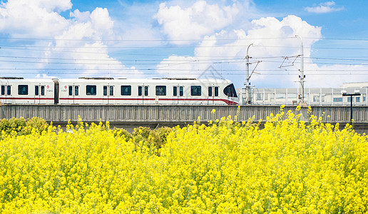 花卉植物背景春天油菜花田与列车背景