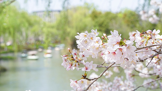 粉色花卉背景春天郊游风景背景