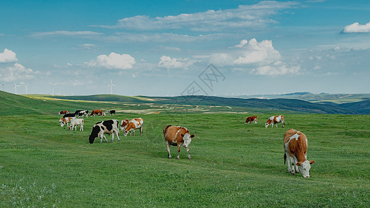 内蒙古高山牧场夏季植被牛群图片