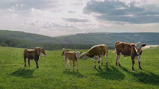 内蒙古高山牧场夏季植被牛群背景图片