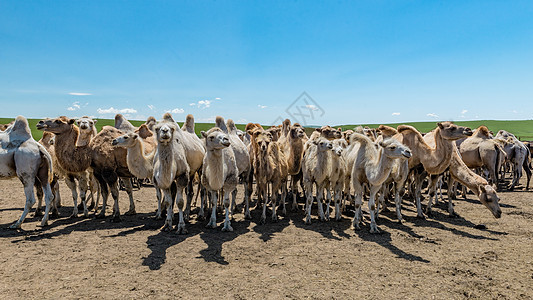 内蒙古草原夏季骆驼背景图片