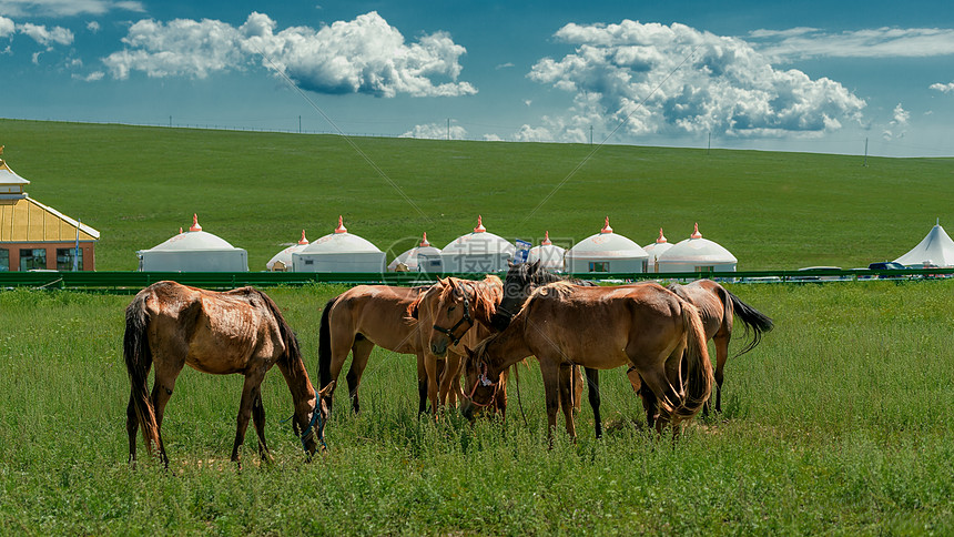 内蒙古夏季草原马匹蓝天白云图片