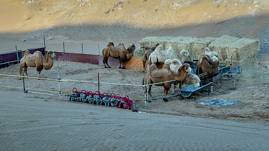 宁夏腾格里沙漠骆驼图片