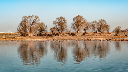 内蒙古春季麻鸭栖息地背景图片