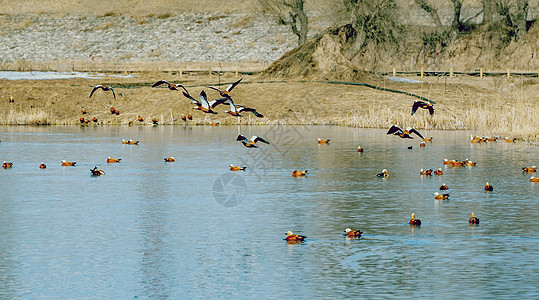 内蒙古春季麻鸭栖息地图片