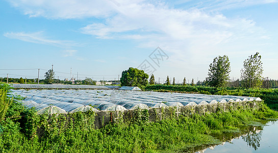 蔬菜大棚农业大棚种植背景