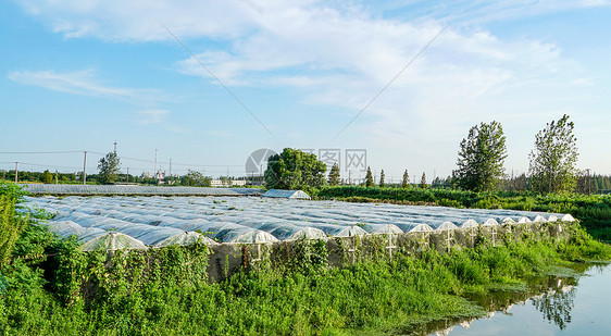 农业大棚种植图片