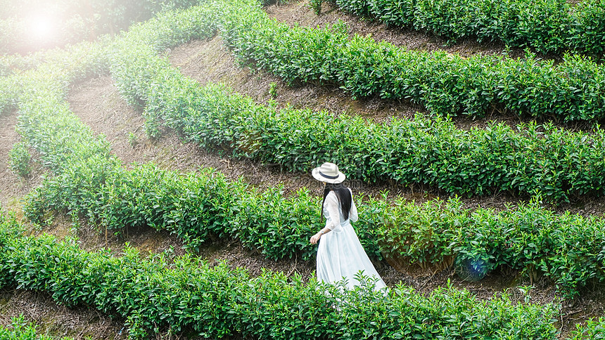 春天茶山踏青女孩背影图片