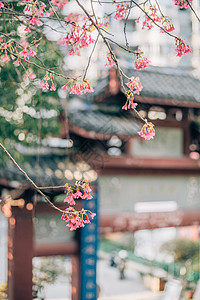 樱花手绘蓝天白云下的春花背景