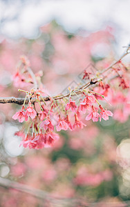 粉色摩天轮蓝天白云下的春花背景