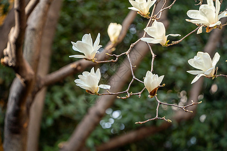 春天上海龙华寺玉兰花高清图片