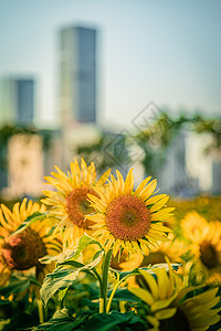 春和景明的春天向日葵背景图片