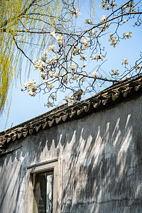 春天苏州平江路的白玉兰背景图片