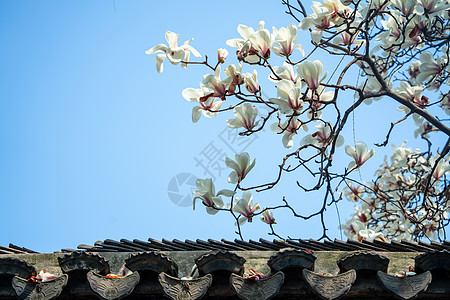 春天苏州平江路的白玉兰背景图片