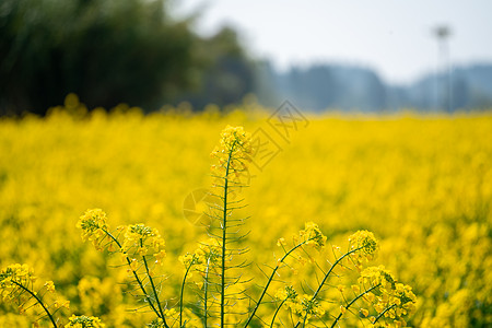 生机勃勃春天的油菜花背景