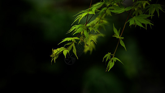 春季树木绿芽特写图片