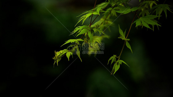 春季树木绿芽特写图片