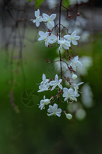 春季树木花朵特写图片