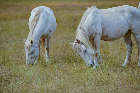 春季草原白马背景图片