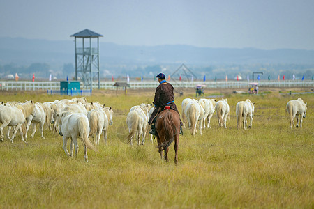 呼伦内蒙古草原马匹骑手背景