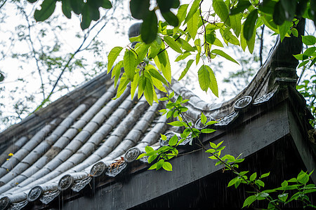 春天雨水背景图片