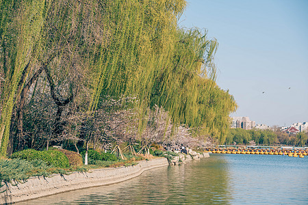 樱花手绘春意满满的北京玉渊潭樱花背景