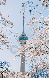 北京樱花盛开北京玉渊潭盛开的樱花背景