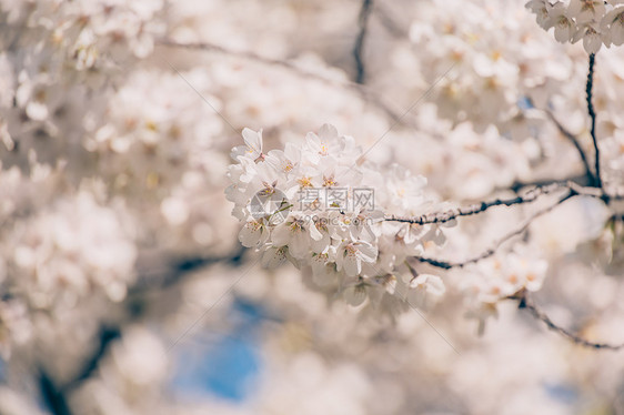 北京玉渊潭盛开的樱花图片