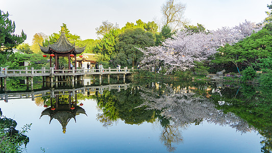 水公园春天樱花盛开的江南园林背景
