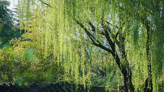 樱花树林春天翠绿的柳树背景