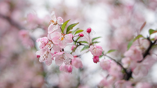 春雨后的海棠花高清图片