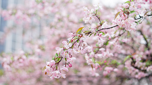 春天运动春雨后的海棠花背景
