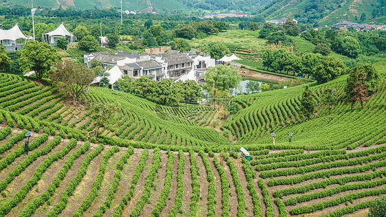 安吉白茶山风景图片