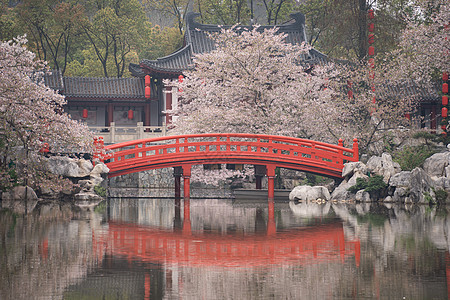 春天樱花树武汉春天旅游东湖樱花园盛开的樱花树背景