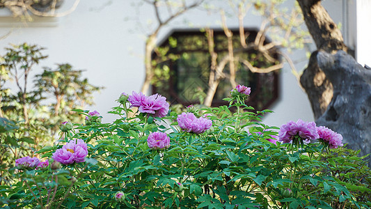 花瓣背景春天古典园林里盛开的牡丹花背景