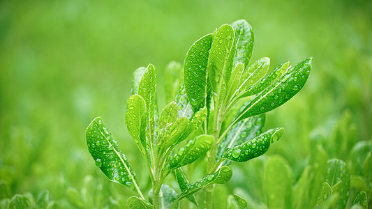 春雨下的植物背景图片