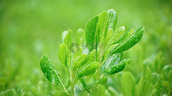 春雨下的植物图片