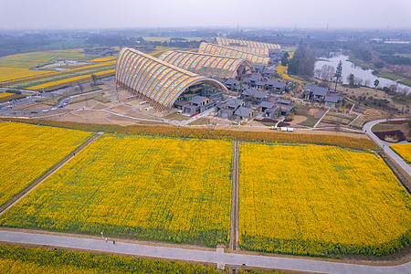 成都锦里成都天府农业博览园油菜花背景