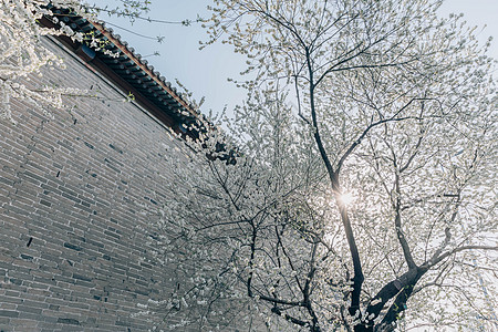 北海道樱花春季唯美北京雍和宫前白色梨花背景
