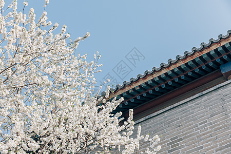春天北京春季唯美北京雍和宫前白色梨花背景